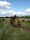 Pferde in Bad Bramstedt